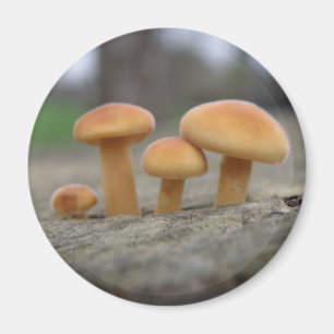 Toadstools Macro Magnet Magneet