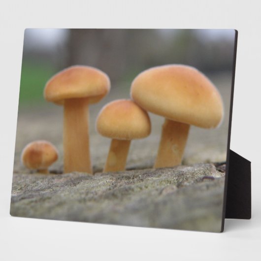 Toadstools Macro Plaque Fotoplaat (Zijkant)