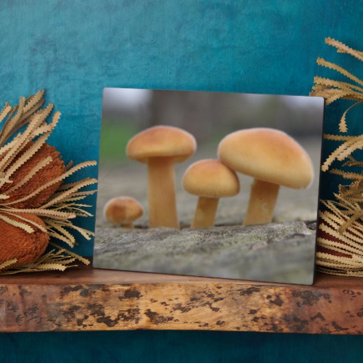 Toadstools Macro Plaque Fotoplaat (Zijkant)