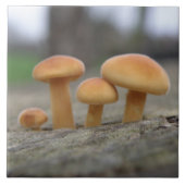 Toadstools macro Tile Tegeltje (Voorkant)