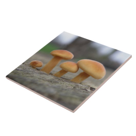 Toadstools macro Tile Tegeltje (Zijkant)