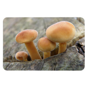 Toadstools op Tree Trunk Flexi Magnet Magneet