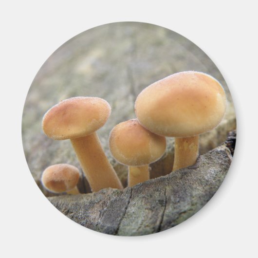 Toadstools op Tree Trunk Magnet Magneet (Voorkant)