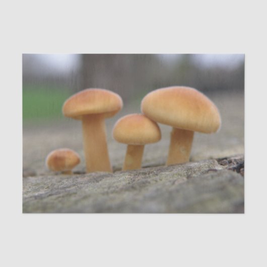 Toadstools voor kleine beeldschermen tissuepapier (Voorkant)