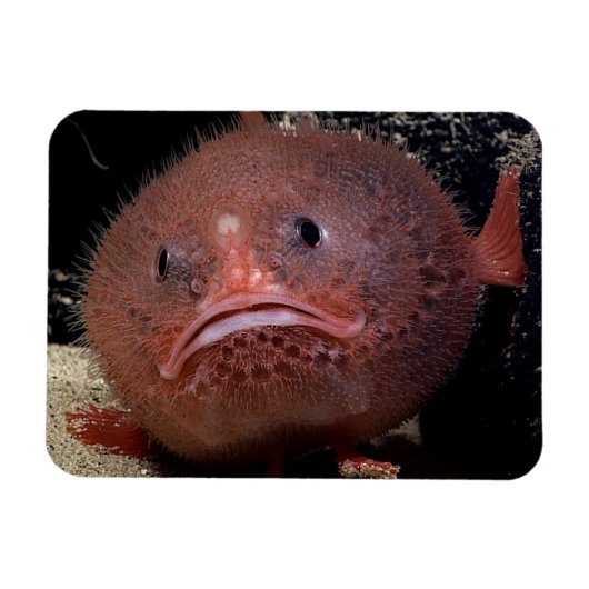 Toadvis Magneet (Horizontaal)