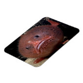 Toadvis Magneet (Linkerzijde)