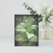 Tobacco Plant Briefkaart (Staand voorkant)