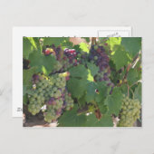 Tocany Vineyard Briefkaart (Voorkant / Achterkant)