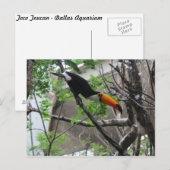 Toco Toucan #4 Briefkaart (Voorkant / Achterkant)
