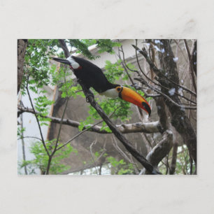 Toco Toucan #4 Briefkaart