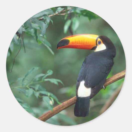 TOCO TOUCAN FOTO VOLLEDIGE KLEUR RONDE STICKER (Voorkant)