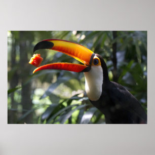 Toco Toucan-Poster Poster