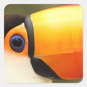 Toco Toucan (Ramphastos toco) is de grootste Vierkante Sticker