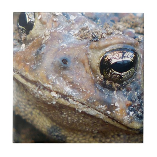 Todaat Tegeltje (Voorkant)