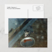 Toddler Opossum 1 Briefkaart (Voorkant / Achterkant)