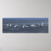 Toendra Swan Icy Takeoff Poster (Voorkant)