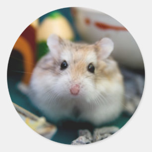 Tofu de Hamster Ronde Sticker