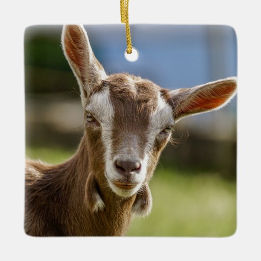 Toggenburg Dairy Goat Kind Keramisch Ornament (Voorkant)