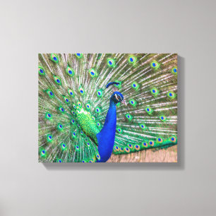 Toile 0601-Peacock