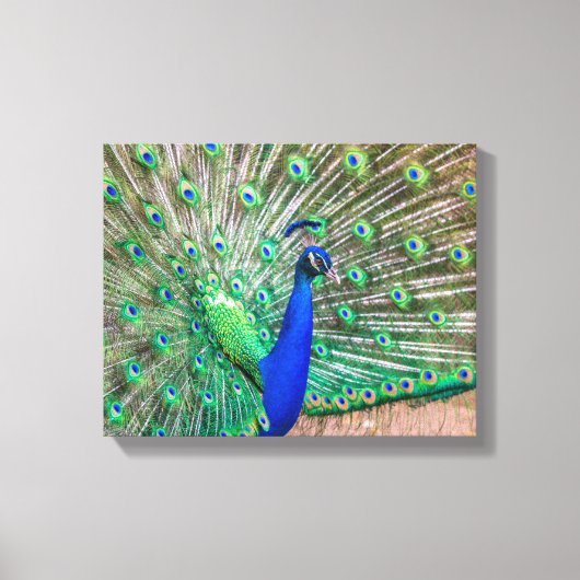 Toile 0601-Peacock (Recto)