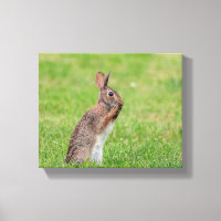 10x8 Rabbit debout dans l'herbe et l'air timide