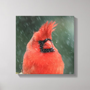 Toile 12x12 Cardinal dans un pin pendant une tempête de