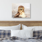 Toile 14x11 Buse à queue rouge immature au sol (Insitu(Chambre))