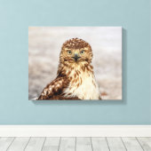 Toile 14x11 Buse à queue rouge immature au sol (Insitu (Plancher de Bois))