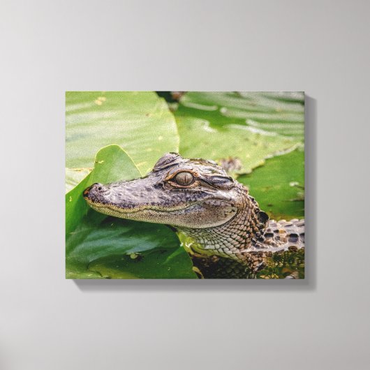 Toile 14x11 Jeune Alligator (Recto)