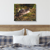 Toile 14x11 Jeune Alligator (Insitu(Chambre))