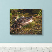 Toile 14x11 Jeune Alligator (Insitu (Plancher de Bois))