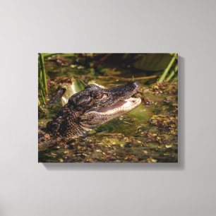 Toile 14x11 Jeune Alligator