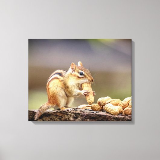 Toile 20x16 Chipmunk mangeant une cacahuète (Recto)