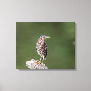 Toile 20x16 Heron Vert sur un log