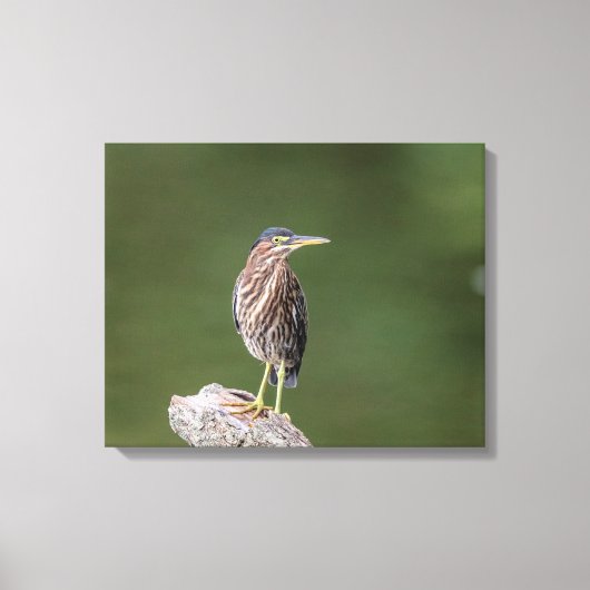 Toile 20x16 Heron Vert sur un log (Recto)