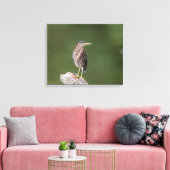 Toile 20x16 Heron Vert sur un log (Insitu(Salon))