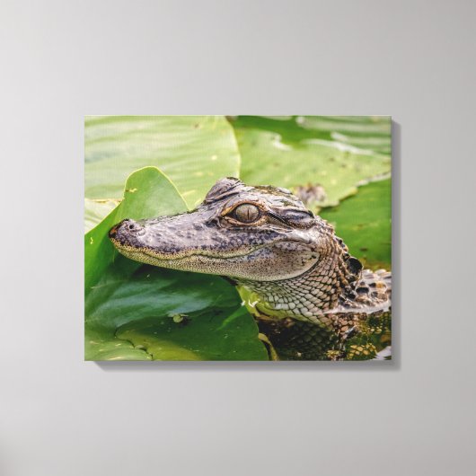 Toile 20x16 Jeune Alligator (Recto)
