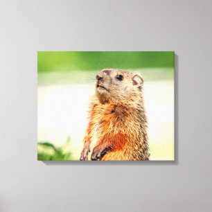 Toile 20x16 Jeune marmotte