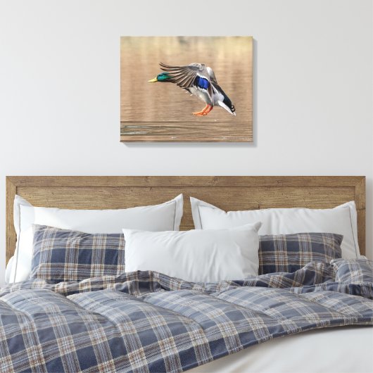 Toile 20x16 Mallard Canard en vol (Insitu(Chambre))