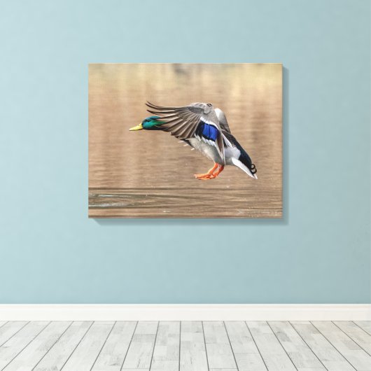 Toile 20x16 Mallard Canard en vol (Insitu (Plancher de Bois))