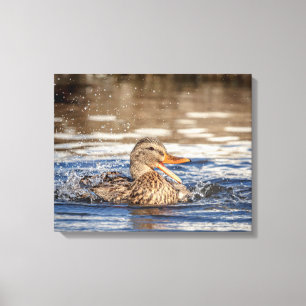 Toile 20x16 Mallard Duck au Downing Park