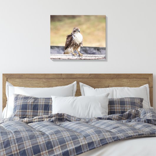 Toile 20x16 Portrait d'un faucon à queue rouge immature (Insitu(Chambre))