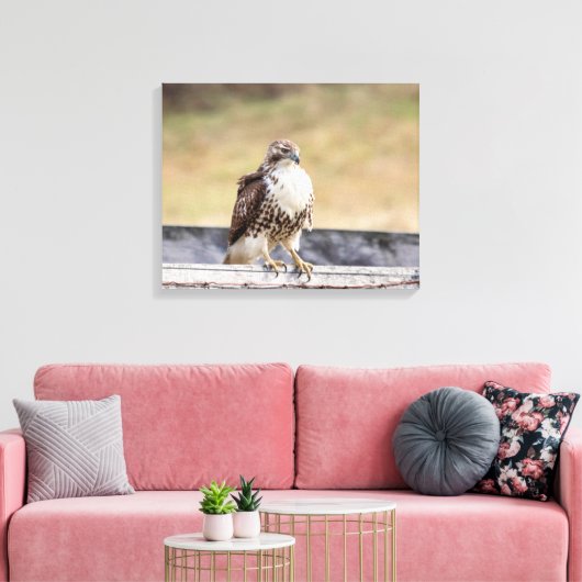 Toile 20x16 Portrait d'un faucon à queue rouge immature (Insitu(Salon))