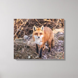 Toile 20x16 Red Fox haut proche et personnel