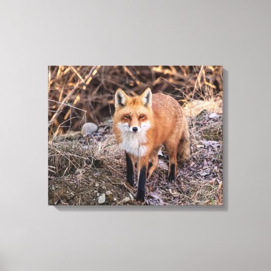 Toile 20x16 Red Fox haut proche et personnel (Recto)