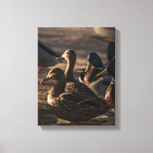 Toile 2318-Canards colverts femelles