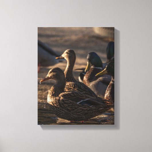 Toile 2318-Canards colverts femelles (Recto)