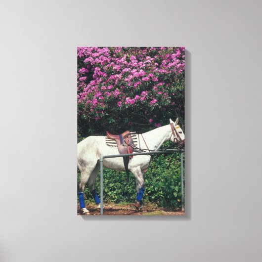 TOILE 23893981 (Recto)