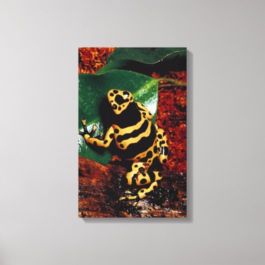 TOILE 23898189 (Recto)