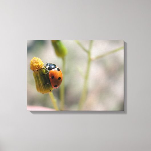 TOILE 24102385 (Recto)